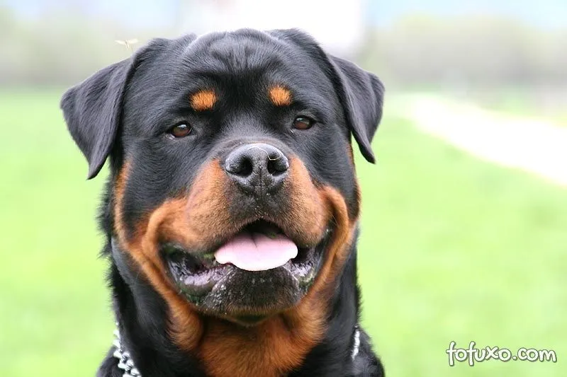 Rottweiler - Raças de Cachorros