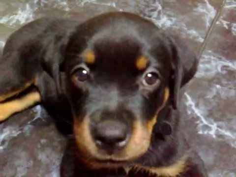 rottweiler recien nacida - YouTube