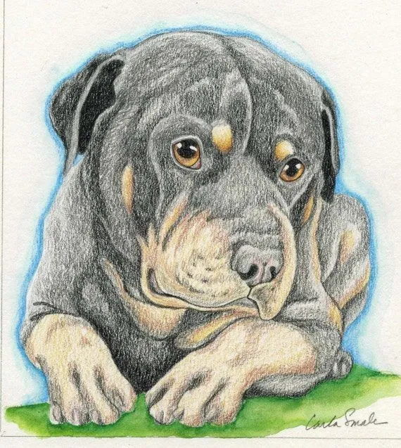 Items similar to Rottweiler Rotti Original Pencil Drawing Pet Dog ... Items similar to Rottweiler Rotti Original Pencil Drawing Pet Dog ...