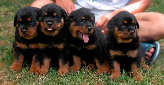 Rottweilers de 2 meses | Mundo Perro