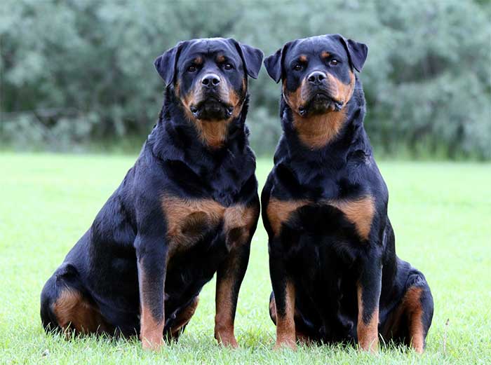 Rottweilers | Mundo Perro