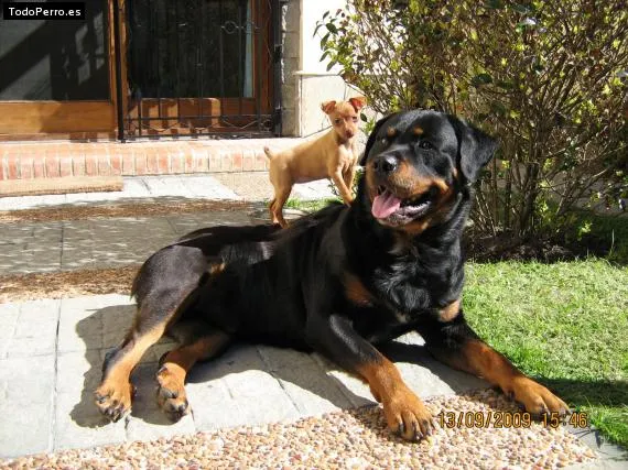 Rottweilers vs pitbull - Imagui