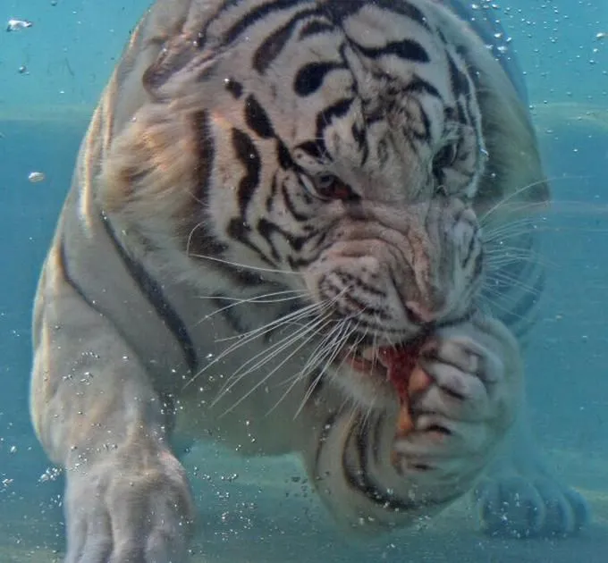 Royal-Bengal-Tiger-Pictures-2.jpg
