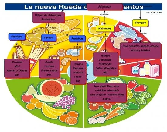 Rueda de la alimentacion - Imagui
