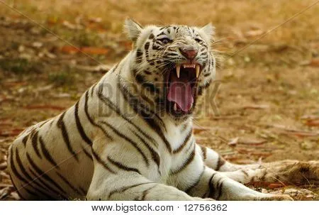 Rugido de tigre blanco Fotos stock e Imágenes stock | Bigstock Rugido de tigre blanco Fotos stock e Imágenes stock | Bigstock