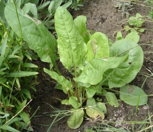 Rumex_acetosa_cultivar_01.jpg