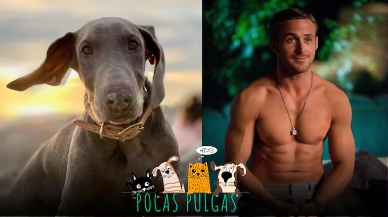 Ryan Gosling adoptó a Lucho: su primer perro desde la muerte de su mascota  George | TN