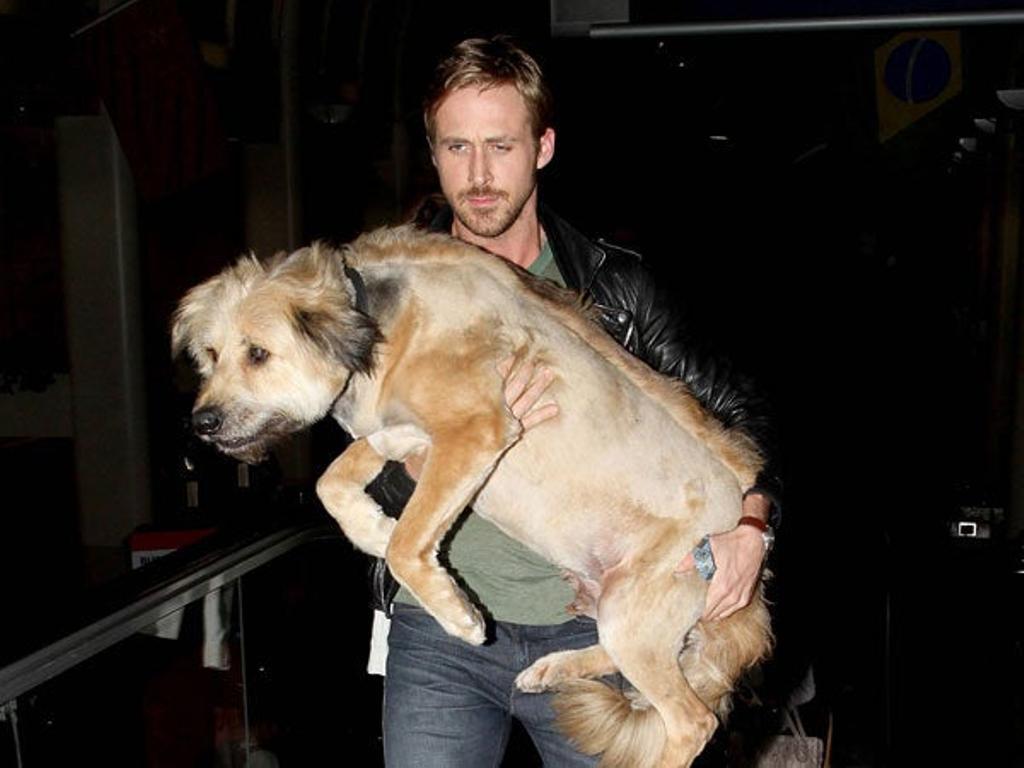 Ryan Gosling, el amigo de los animales - Cuore