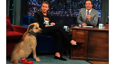 Ryan Gosling rinde tierno homenaje a su difunto perro George - El Sol de  México | Noticias, Deportes, Gossip, Columnas