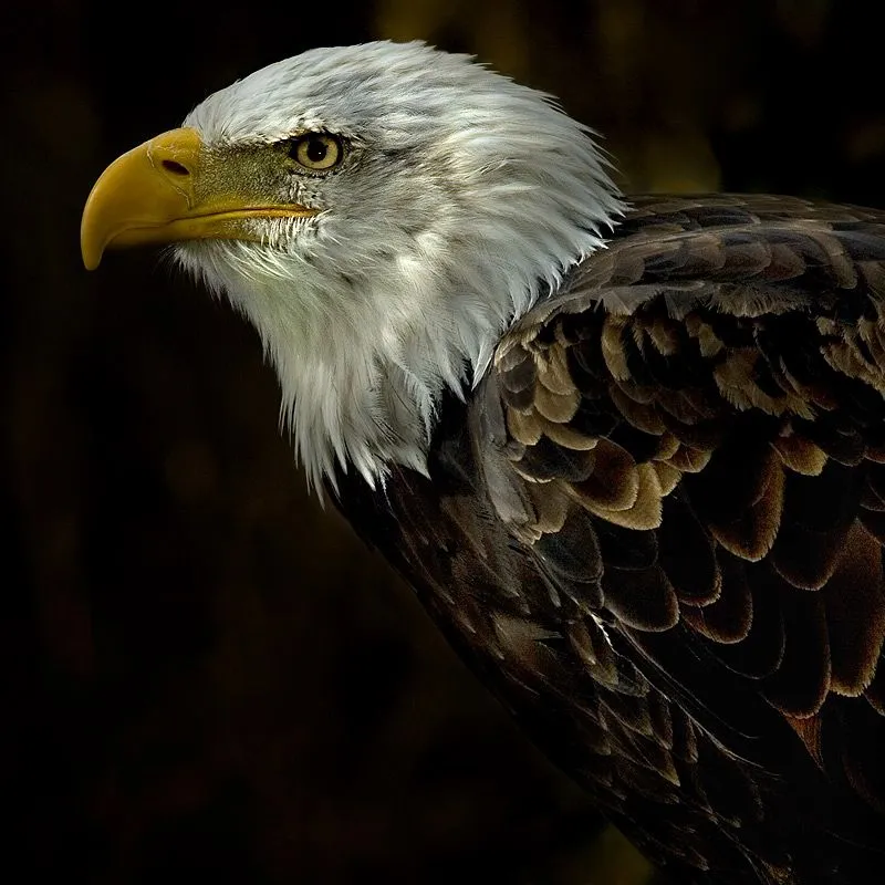 S I R I U S: ANIMALES DE PODER... EL AGUILA S I R I U S: ANIMALES DE PODER... EL AGUILA