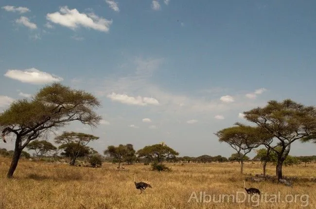 Imagenes gratis de la sabana Africana - Imagui