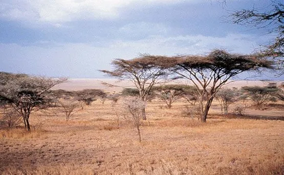 sabana | ROCKY