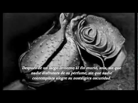 Sábanas negras y rosas rojas para Axl - WorldNews Sábanas negras y rosas rojas para Axl - WorldNews