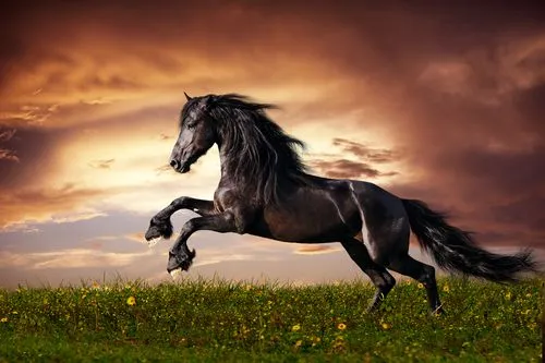 Sabéis de dónde provienen los caballos? - Mis animales Sabéis de dónde provienen los caballos? - Mis animales