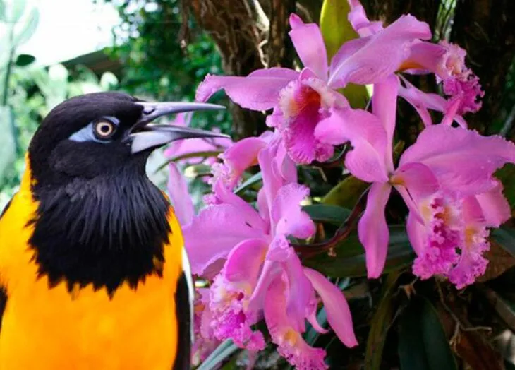 ¿Sabes por qué la Orquídea y el Turpial son símbolos patrios? ¿Sabes por qué la Orquídea y el Turpial son símbolos patrios?