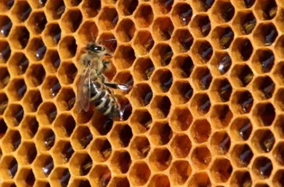 Cuatro cosas que quizá no sabías de las abejas | Biología ... Cuatro cosas que quizá no sabías de las abejas | Biología ...