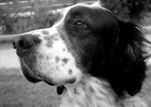 A que no lo sabias.. :): [Falacias]Los perros ven en blanco y negro