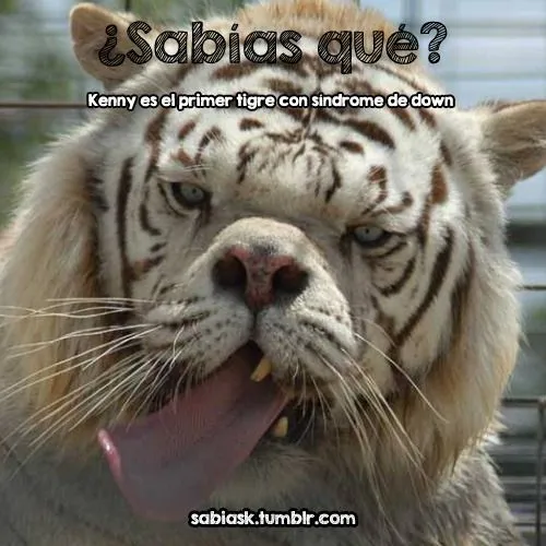 Sabías qué ? — Kenny es el primer tigre con síndrome de down. Sabías qué ? — Kenny es el primer tigre con síndrome de down.