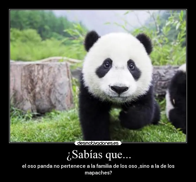 Sabías que... | Desmotivaciones