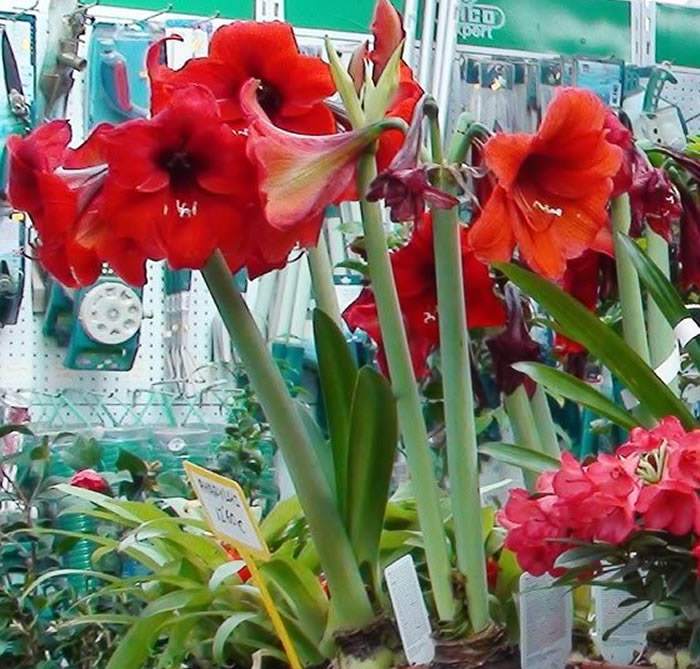 Sabías qué...? El Hippeastrum o Amaryllis ~ Verdnatura