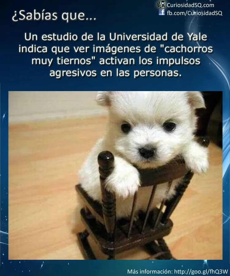 Sabías que?: Ver imágenes de "cachorros muy tiernos" activan los ... Sabías que?: Ver imágenes de "cachorros muy tiernos" activan los ...