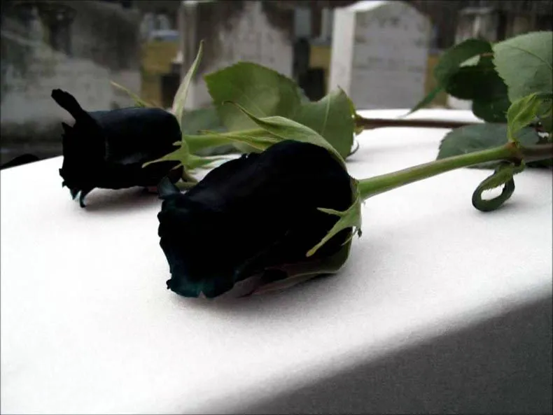 Sabías que las rosas negras sí existen de forma natural? – La voz ... Sabías que las rosas negras sí existen de forma natural? – La voz ...