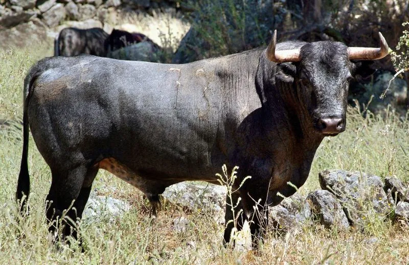 SABIENDO DE TOROS POR ANGEL Y GLORIA: 11/