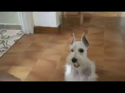 Sacha, Nuestra Schnauzer blanca - YouTube