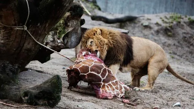 Sacrifican una jirafa bebé sana en un zoo de Dinamarca | Córdoba Times Sacrifican una jirafa bebé sana en un zoo de Dinamarca | Córdoba Times