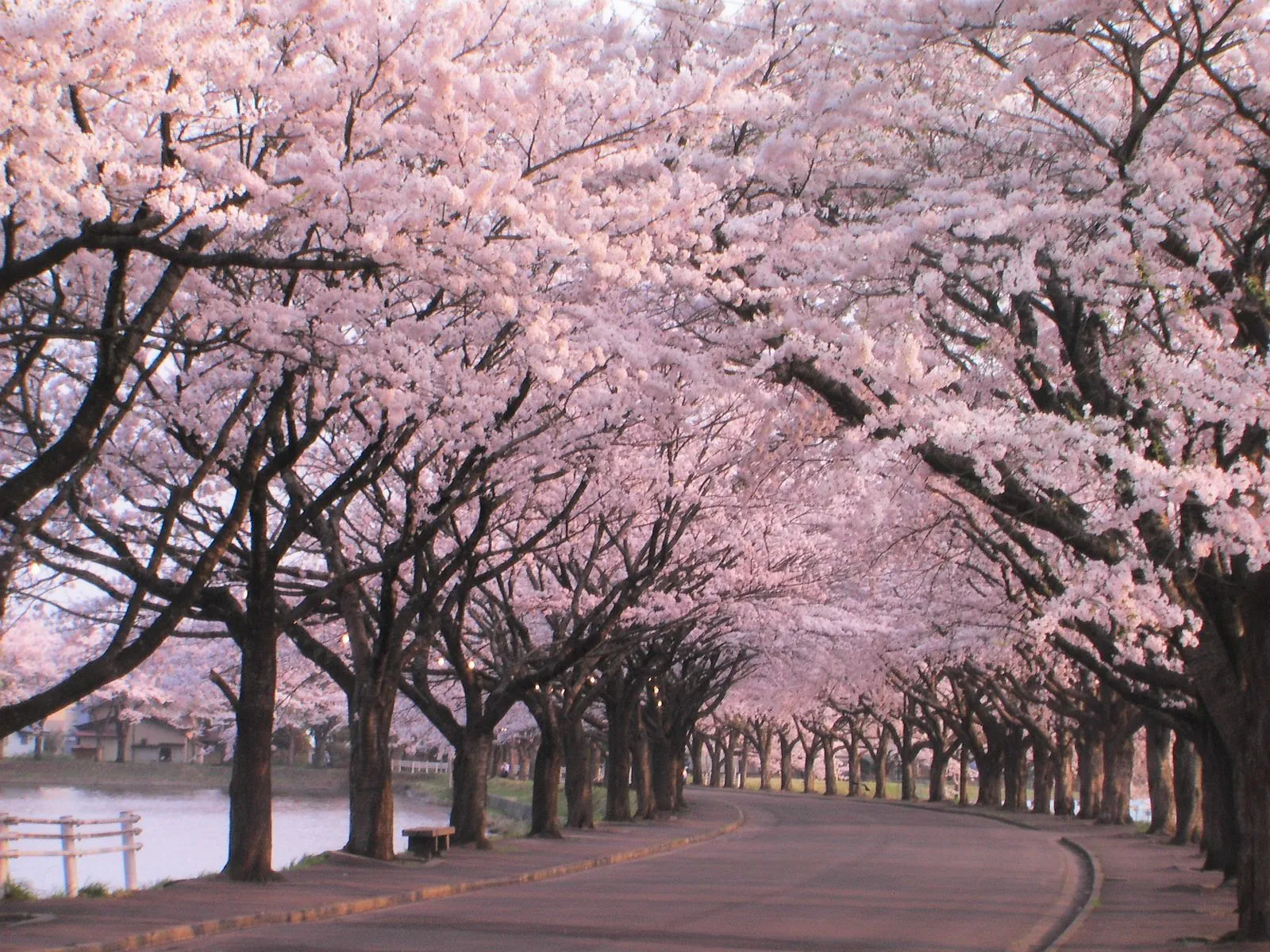 sakura : algo mas que un arbol de cerezo - Taringa! sakura : algo mas que un arbol de cerezo - Taringa!