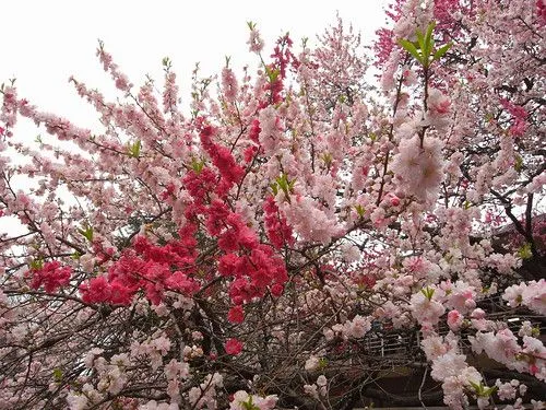 sakura : algo mas que un arbol de cerezo - Taringa! sakura : algo mas que un arbol de cerezo - Taringa!