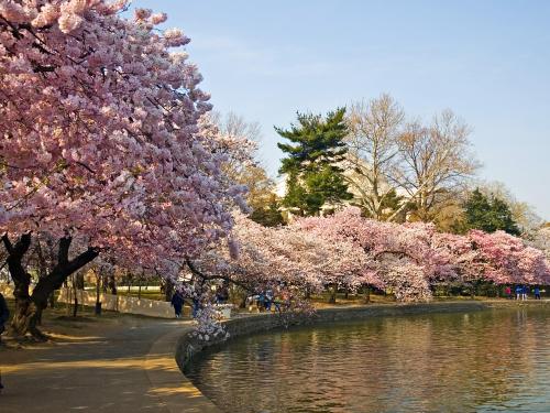 flores-sakura-en-japon.jpg