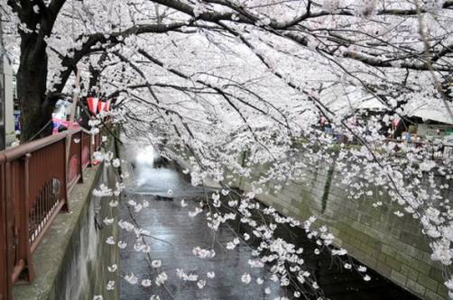 sakura-flor-del-cerezo-en- ...