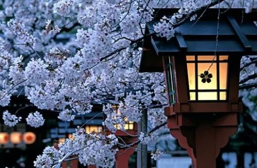 sakura.jpg
