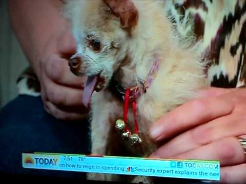 En La Salada venden ratas como Caniche Toy - WorldNews En La Salada venden ratas como Caniche Toy - WorldNews