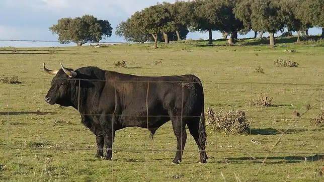 Salamanca lleva los toros al colegio - ABC.es