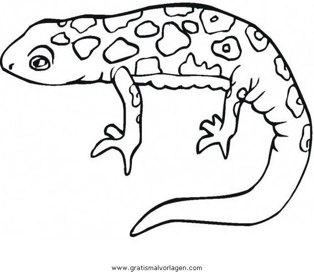 Imagenes para dibujar de salamandra - Imagui Imagenes para dibujar de salamandra - Imagui
