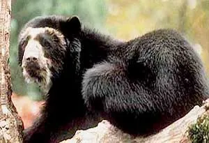 Salamandra - Lemur - Ornitorrinco - Emú - Oso Frontino