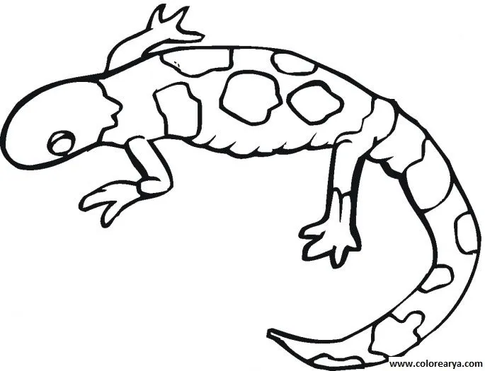 Imagenes para dibujar de salamandra - Imagui Imagenes para dibujar de salamandra - Imagui