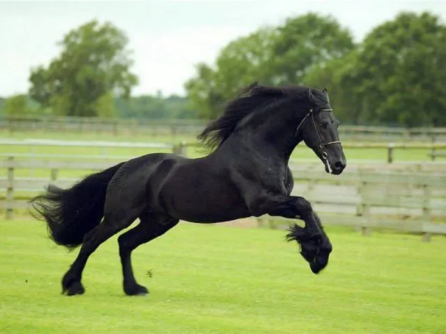 Caballos frisia - Imagui