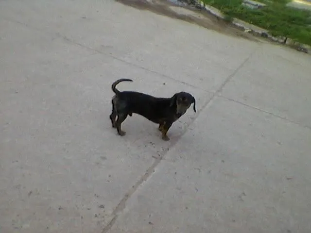 Salchicha en adopción | M.A.P.A. Chaco