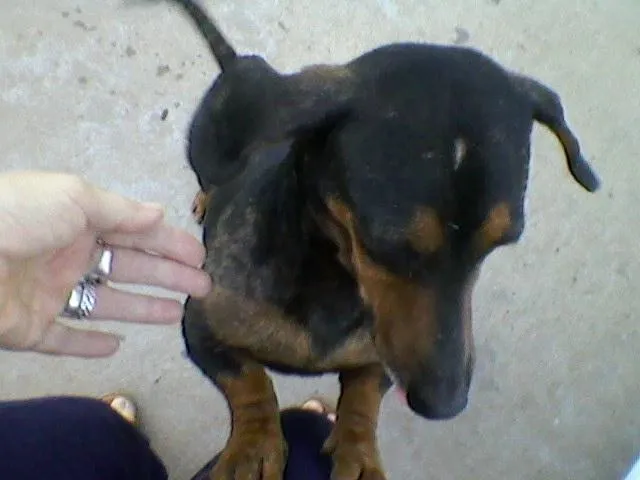 Salchicha en adopción | M.A.P.A. Chaco