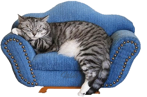 Salinha dos Gifs: Gatos