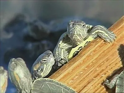 Salmonella en las tortugas