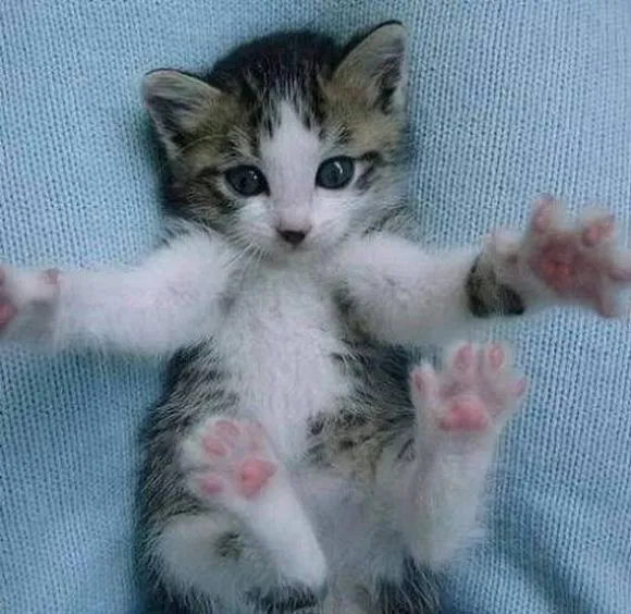 Los 15 abrazos más tiernos del mundo animal - Taringa! Los 15 abrazos más tiernos del mundo animal - Taringa!