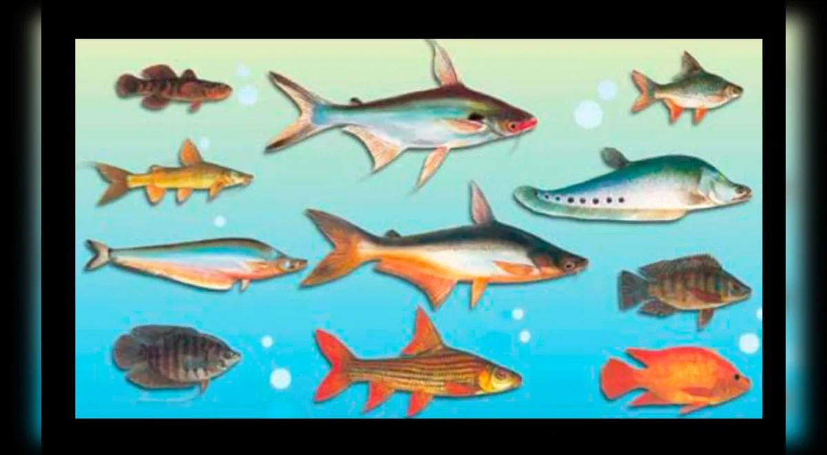 Salud: Conoce los 9 pescados más ricos en proteínas que posee el mar peruano | Aweita La República Salud: Conoce los 9 pescados más ricos en proteínas que posee el mar peruano | Aweita La República