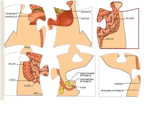 La salud y el cuerpo humano: 05/15/13