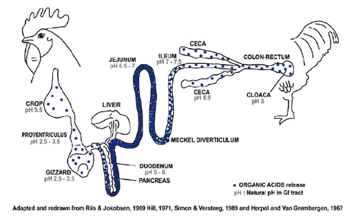La Salud Intestinal: Clave de la Productividad - El Caso de los ... La Salud Intestinal: Clave de la Productividad - El Caso de los ...