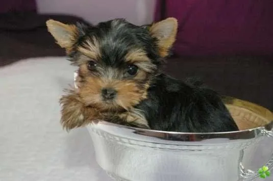 Salud del Yorkshire Terrier. PerrosAmigos.com