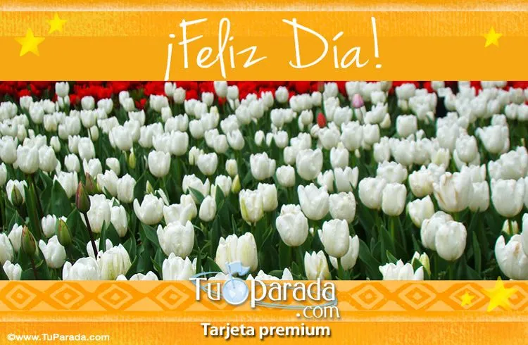 Saludos con tulipanes. Flores, ver tarjetas, postales virtuales Saludos con tulipanes. Flores, ver tarjetas, postales virtuales